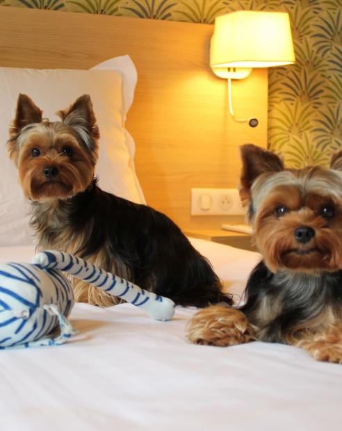 Traveling to Nice with your pet: The Pet-Friendly commitment of AMMI Hotels