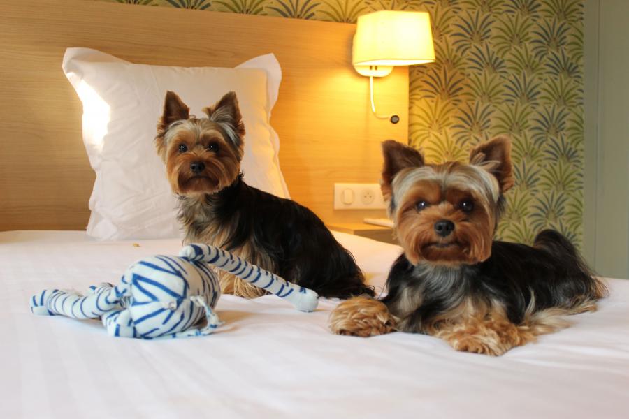 Traveling to Nice with your pet: The Pet-Friendly commitment of AMMI Hotels