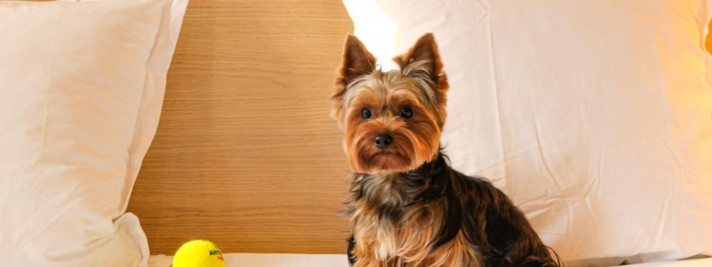 Traveling to Nice with your pet: The Pet-Friendly commitment of AMMI Hotels